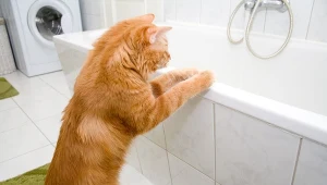 Twój kot robi tak w nocy? Sprawdź, co to może oznaczać 