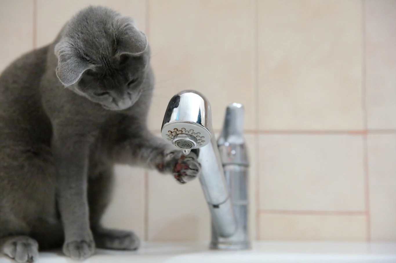 Szary kot siedzi na brzegu zlewu i dotyka łapą srebrnego kranu, skupiając na nim swoją uwagę.