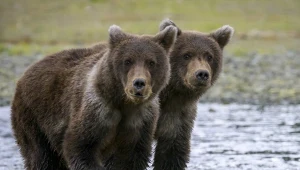 Wracają po stu latach. Wybito je co do jednego