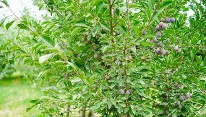 Posadź pod śliwą. Owoców będzie ogrom i to bez robaków