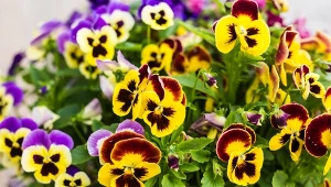 Najlepsza i prosta odżywka do bratków. Kwitną po niej bujnie aż do jesieni