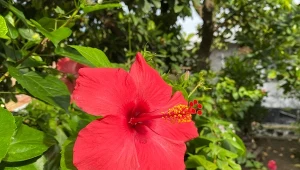 Syp solidnie pod hibiskusa. Będzie miał kwiaty duże jak dłonie