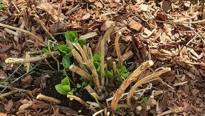 Hortensję bukietową tnij tylko tak. Będzie mieć silne łodygi i duże kwiaty