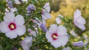 Syp solidnie pod hibiskusa. Będzie miał kwiaty duże jak dłonie