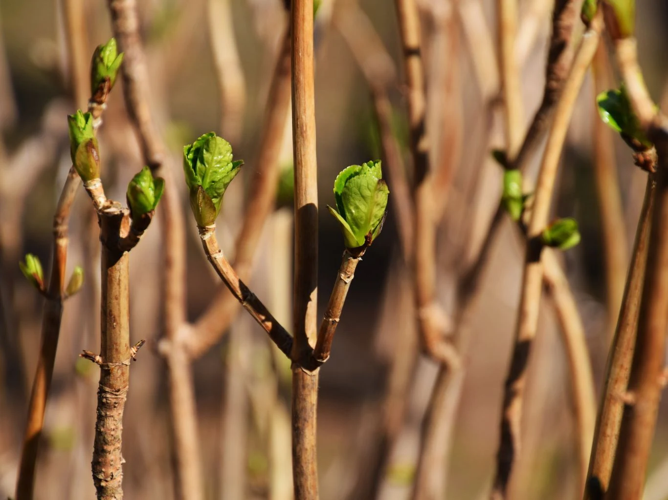 Młode zielone pąki liści pojawiają się na cienkich, brązowych gałązkach, zwiastując początek wiosny.