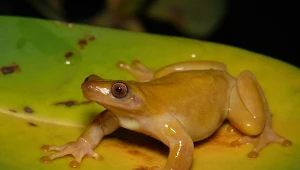 To pierwszy taki płaz na świecie. Mała żaba zapyla rośliny