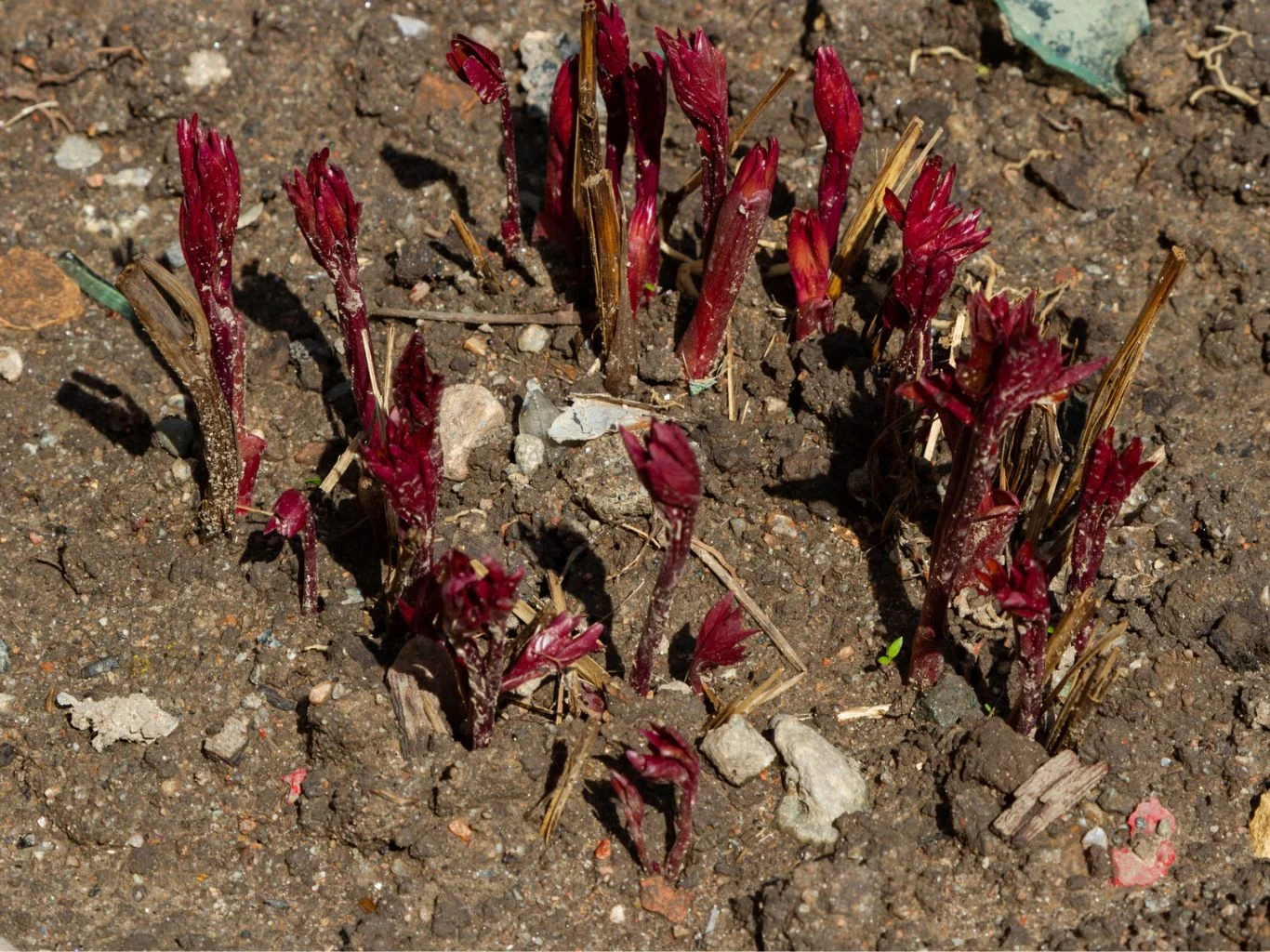 Intensywnie czerwone młode pędy rośliny wyrastające z ziemi w skupisku, otoczone suchą, brunatną glebą i fragmentami starych łodyg.