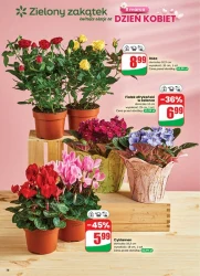 Kwiaty i słodkości na dzień kobiet - Dino