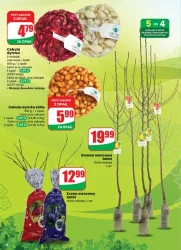 Kwiaty i słodkości na dzień kobiet - Dino