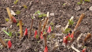 Rozsyp wokół piwonii i dobrze zmieszaj z ziemią. Będą kwitły nieziemsko