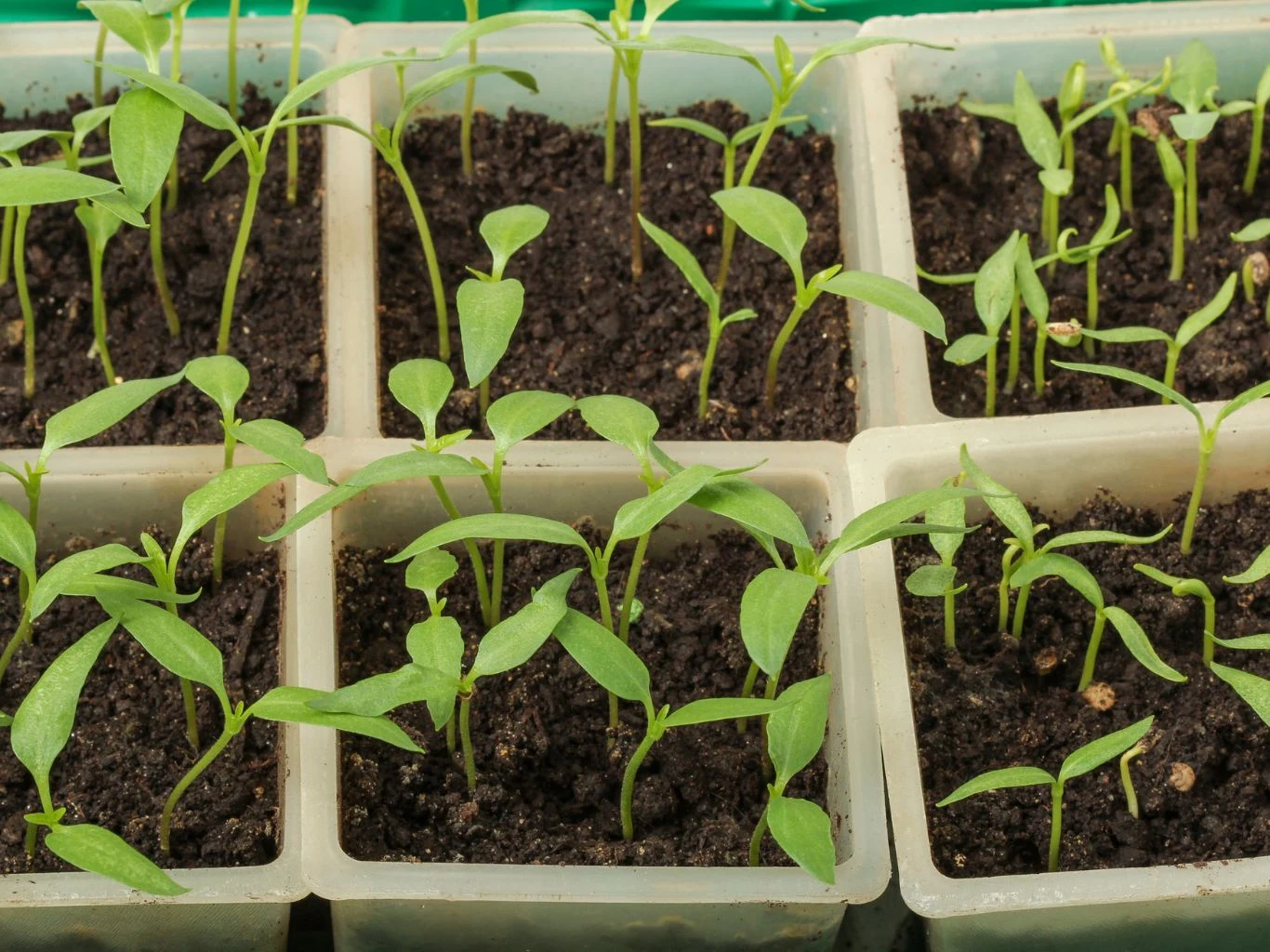Młode zielone siewki wyrastające z ciemnej, wilgotnej ziemi w plastikowych pojemnikach podzielonych na kwadratowe sekcje.