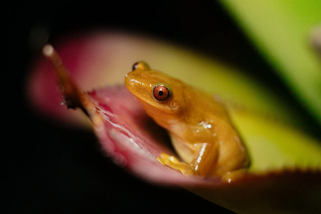 Żółta żaba z czerwonymi oczami siedzi na brzegu liścia, oświetlona z bliska na tle rozmytych zielono-różowych barw.