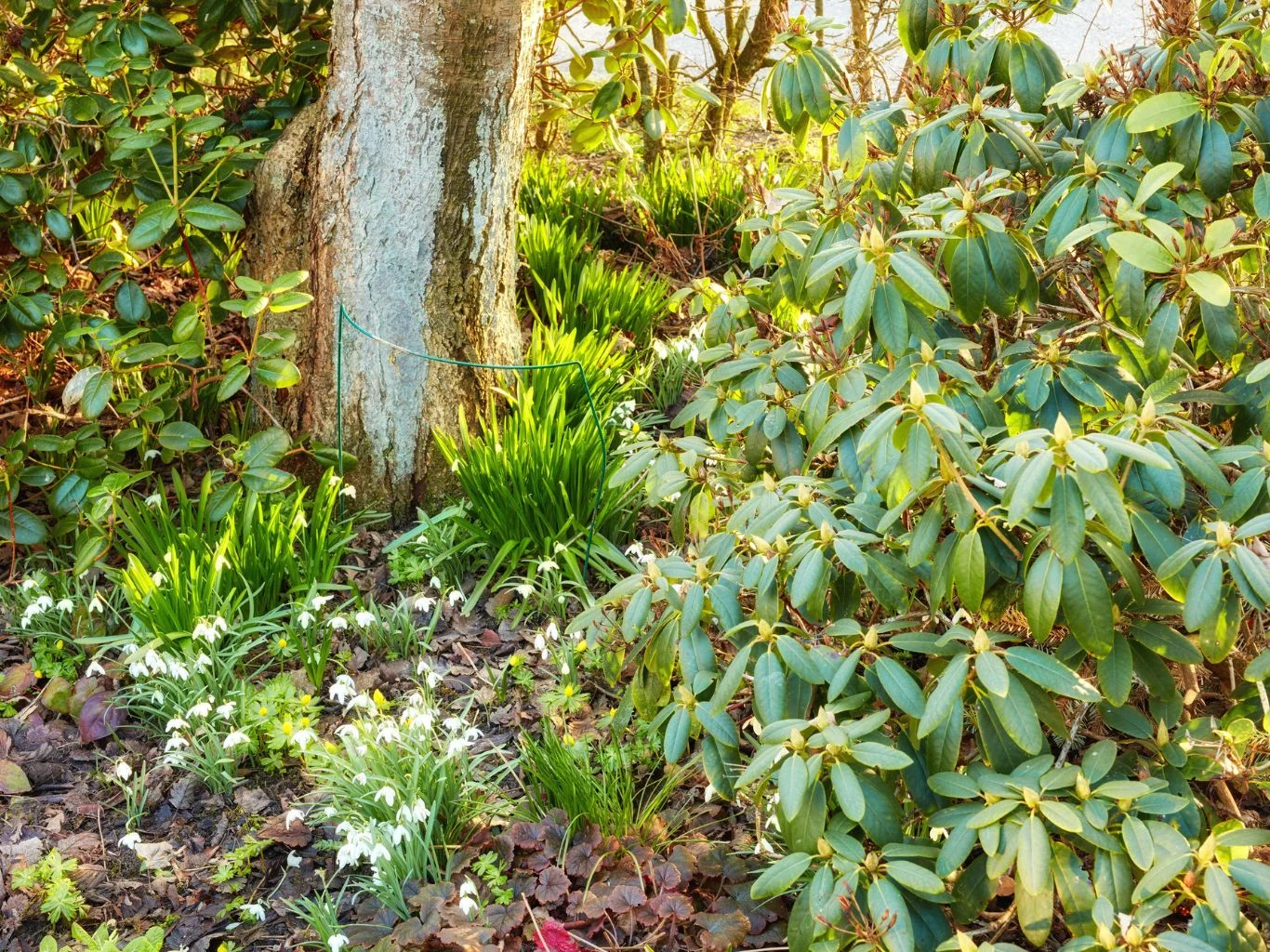Jakie rośliny przyciągają kleszcze? Na liście znajdują się m.in. rododendrony. Rododendrony o błyszczących liściach pod drzewem z jasną korą, kępy śnieżyczek na wilgotnej glebie.