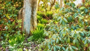 Jakie rośliny przyciągają kleszcze? M.in. rododendrony.