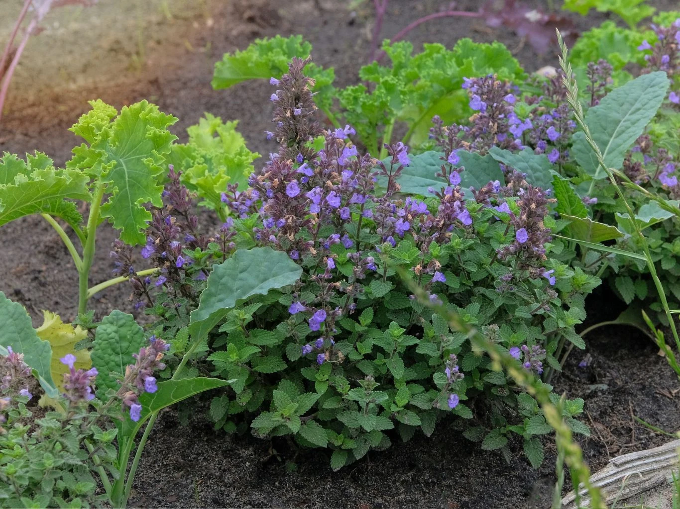 Kocimiętka odstrasza kleszcze, dlatego warto sadzić ją w ogrodzie. Kępa kocimiętki o fioletowych kwiatach rośnie na grządce obok zielonych liści jarmużu, tworząc kontrast kolorystyczny na ciemnej ziemi.
