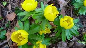 Mało znany zwiastun wiosny. Kwitnie w śniegu i ma nietypowe właściwości 