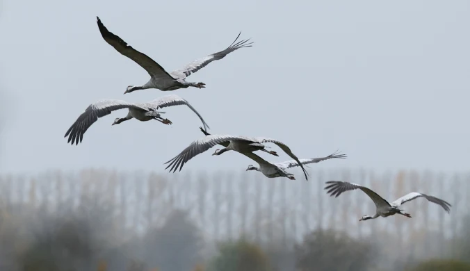 Żurawie mają teraz bardzo intensywny okres w swym życiu