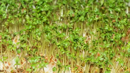 Rzeżuchę można w łatwy sposób wyhodować w domu 