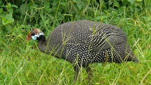 Perliczka potrafi zjeść do tysiąca kleszczy dziennie