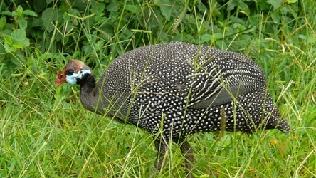 Perliczka potrafi zjeść do tysiąca kleszczy dziennie