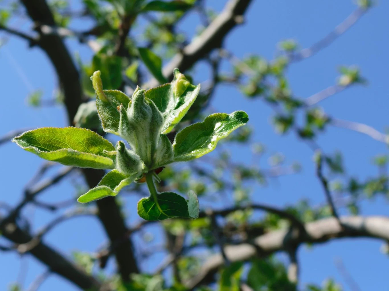 Kiedy i na jakie drzewa można stosować oprysk z dziegciu brzozowego? Młode liście jabłoni na gałęzi.