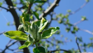 Sprawnie uratujesz plony w sadzie. Szkodniki nie znoszą tego zapachu