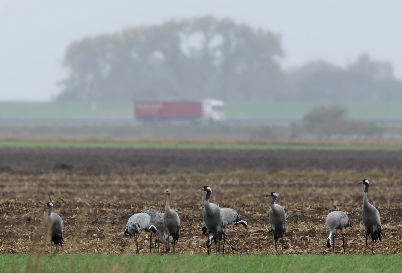 Grupa żurawi stojąca na polu, część ptaków szuka pożywienia, w tle widoczny przejeżdżający czerwony tir oraz zamglone drzewa.