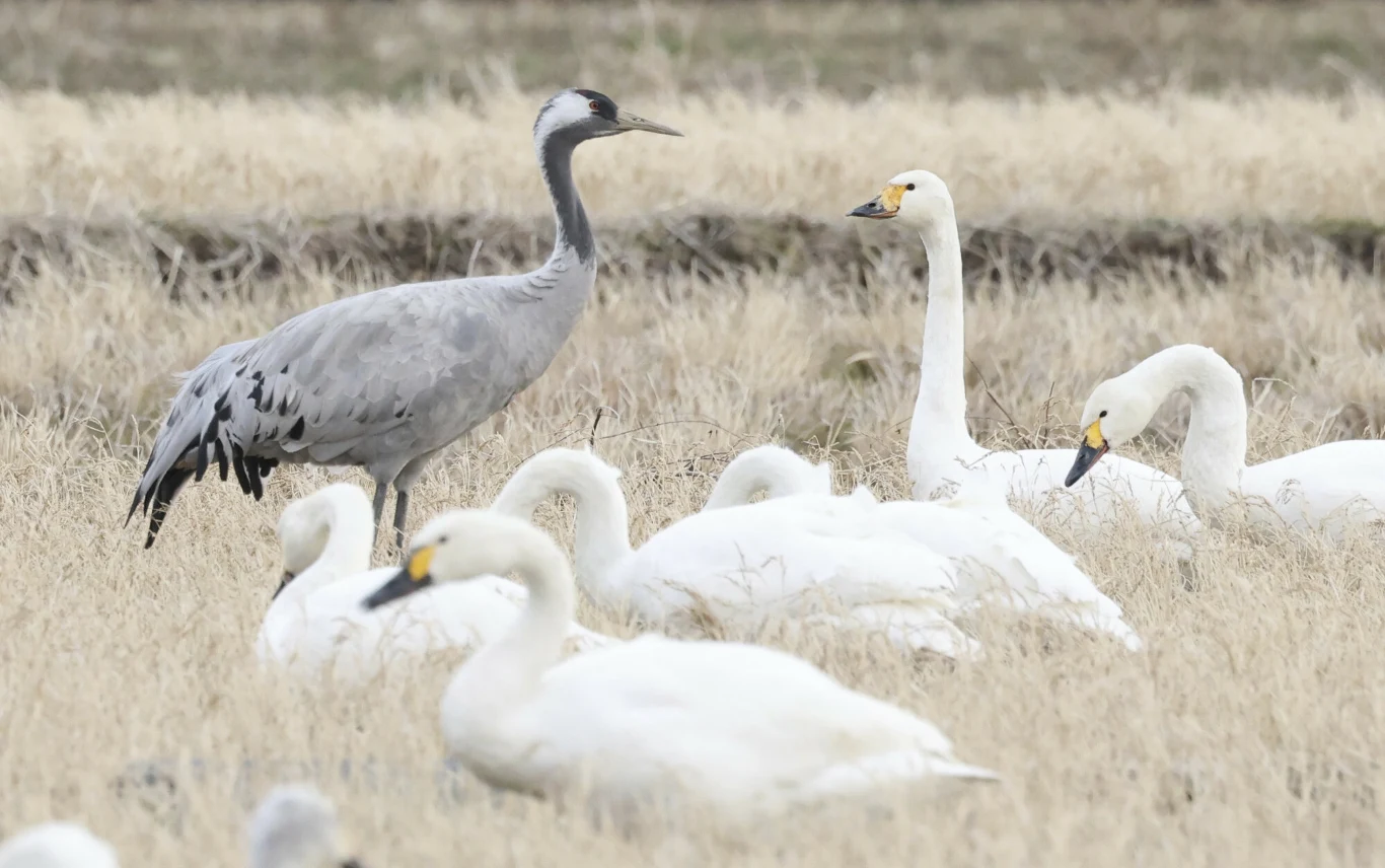 Żuraw zwyczajny wśród łabędzi czarnodziobych Stado białych łabędzi odpoczywających na suchej trawie, wśród których wyróżnia się jeden większy, szary żuraw stojący wyprostowany obok nich.
