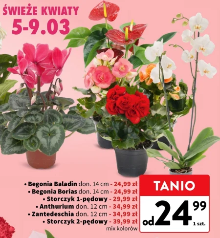 Рослина в горщику