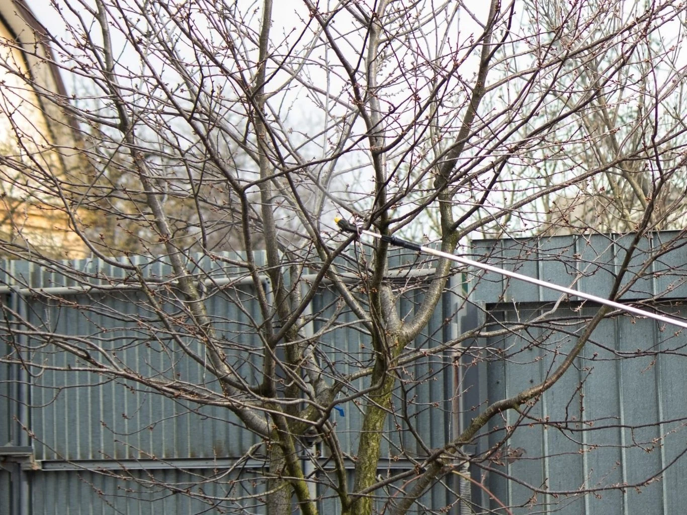 Oprysk z dziegciu brzozowego należy wykonać wczesną wiosną, gdy nie ma jeszcze liści. Oprysk z dziegciu brzozowego na drzewie owocowym wczesną wiosną