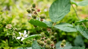 Syp garściami pod jeżynę. Odwdzięczy się lawiną słodkich owoców