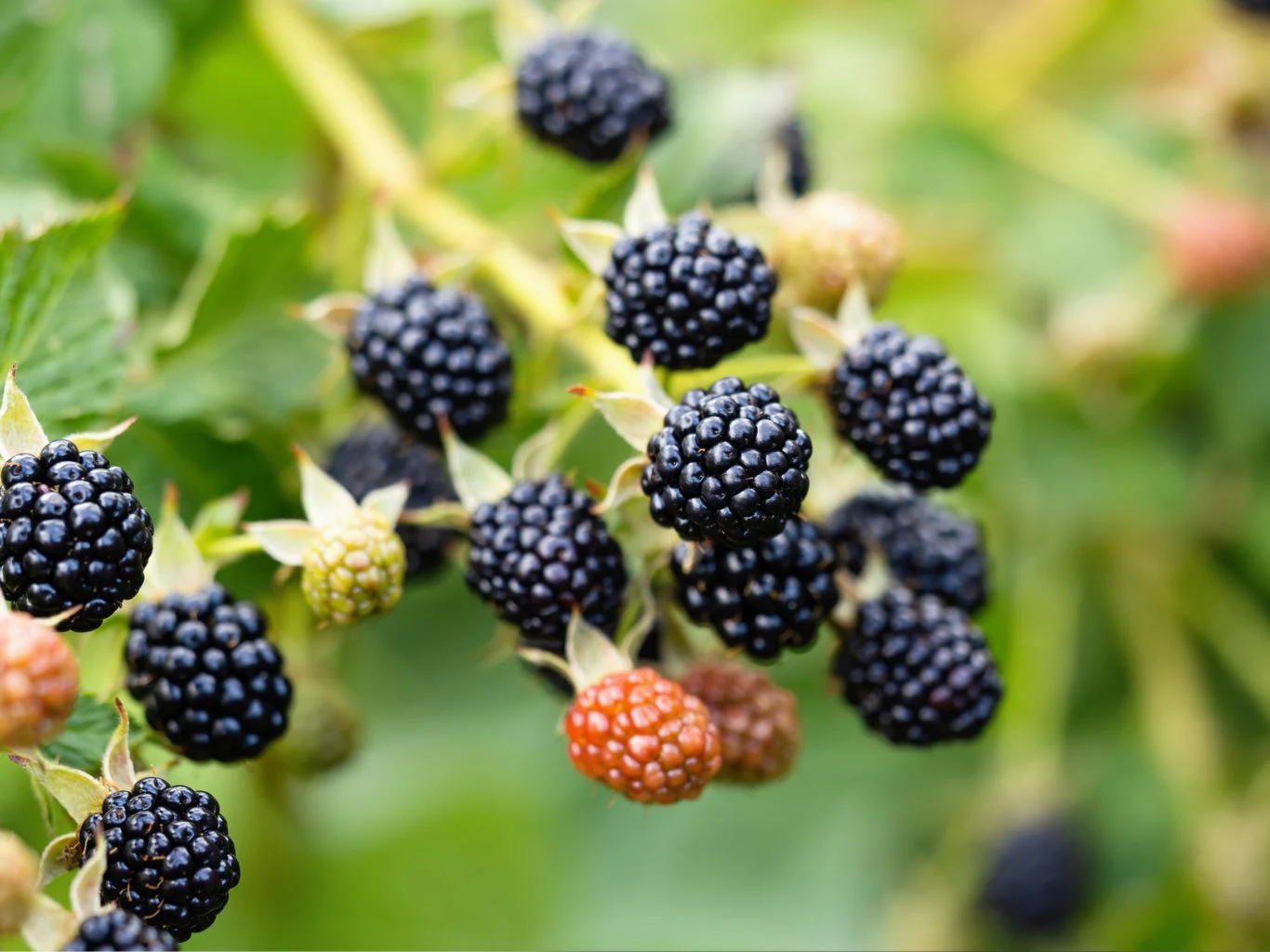 Gałązki z dojrzałymi i niedojrzałymi owocami jeżyny na tle zielonych liści.