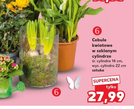 Цибулини квітів