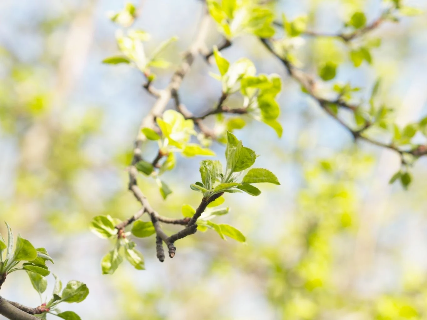 Gałązka jabłoni z młodymi, jasnozielonymi liśćmi. 