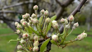 Rozsyp pod jabłonią na początku sezonu. Wypuści setki pąków