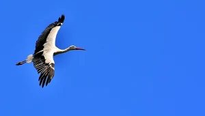 Zwierzęta wracają z zimowisk