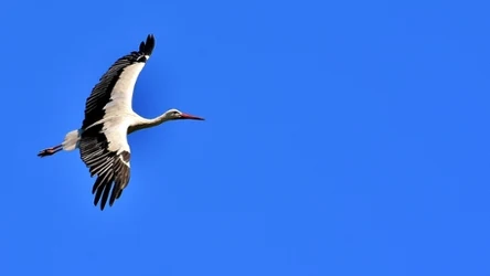 Zwierzęta wracają z zimowisk