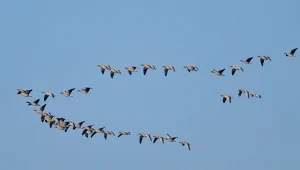 Dlaczego ptaki lecą w kluczu? To przemyślana strategia