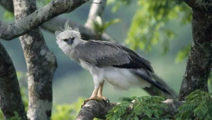 Wielki ptak, który pożera małpy. Gatunek jest na krawędzi wymarcia