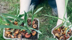 Kwitnie tak oszałamiająco, że już jest hitem 2026 r. Sadź wiosną