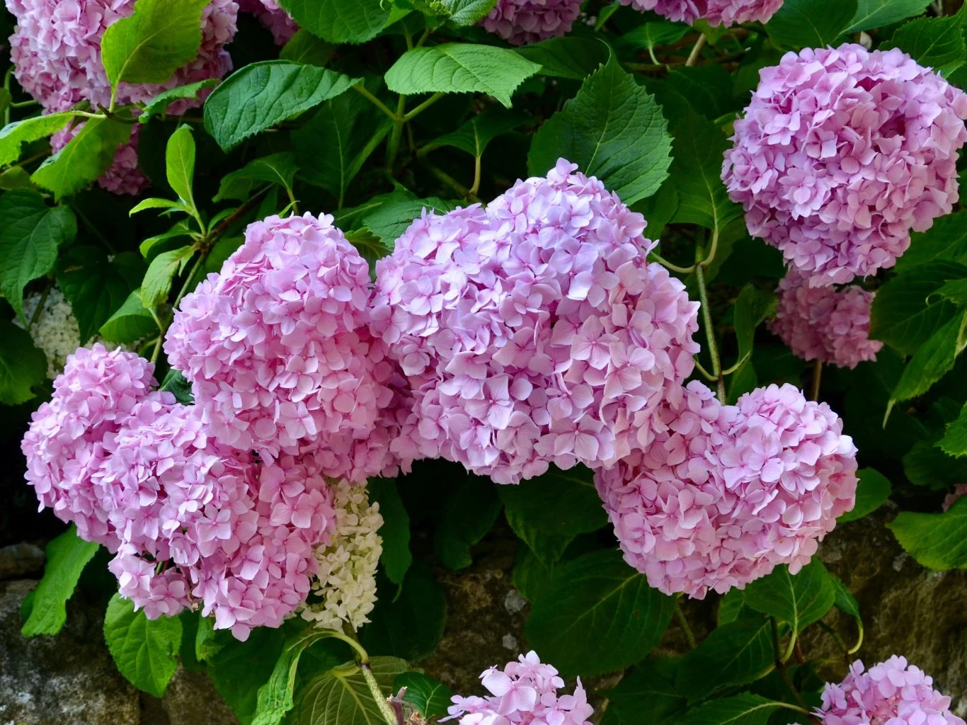 Duże kwiatostany hortensji o intensywnie różowym kolorze.