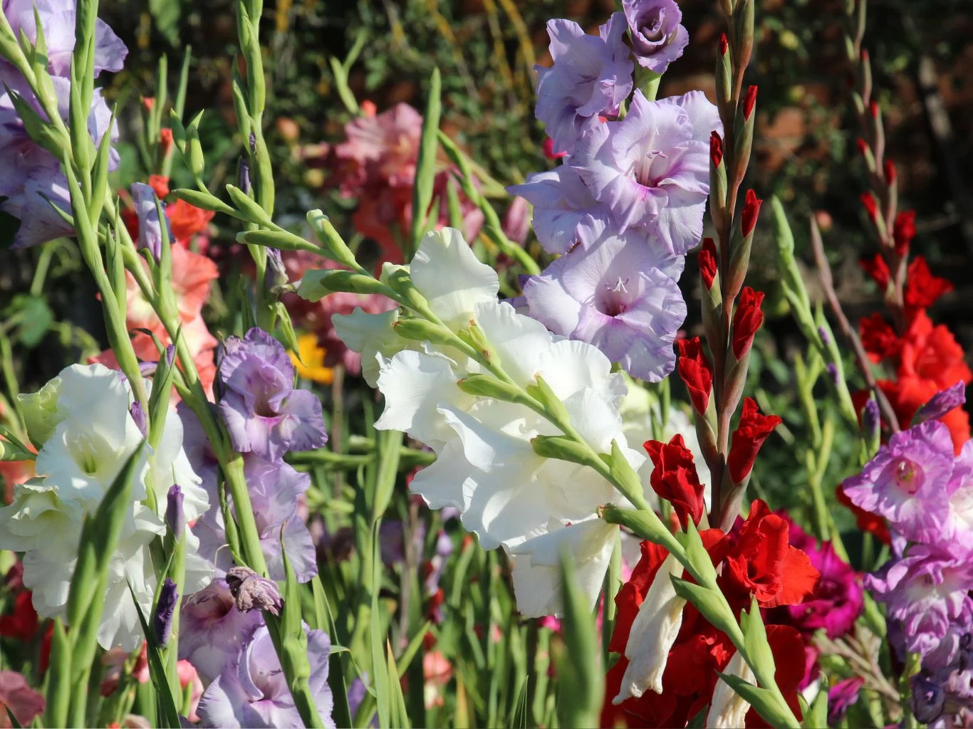 Kolorowe mieczyki o kwiatach w odcieniach bieli, fioletu i czerwieni wyrastające pionowo na tle zielonych łodyg i liści, tworząc gęsty, barwny zakątek ogrodu.