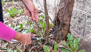 Im szybciej utniesz, tym lepiej. Jabłoń będzie owocować na potęgę