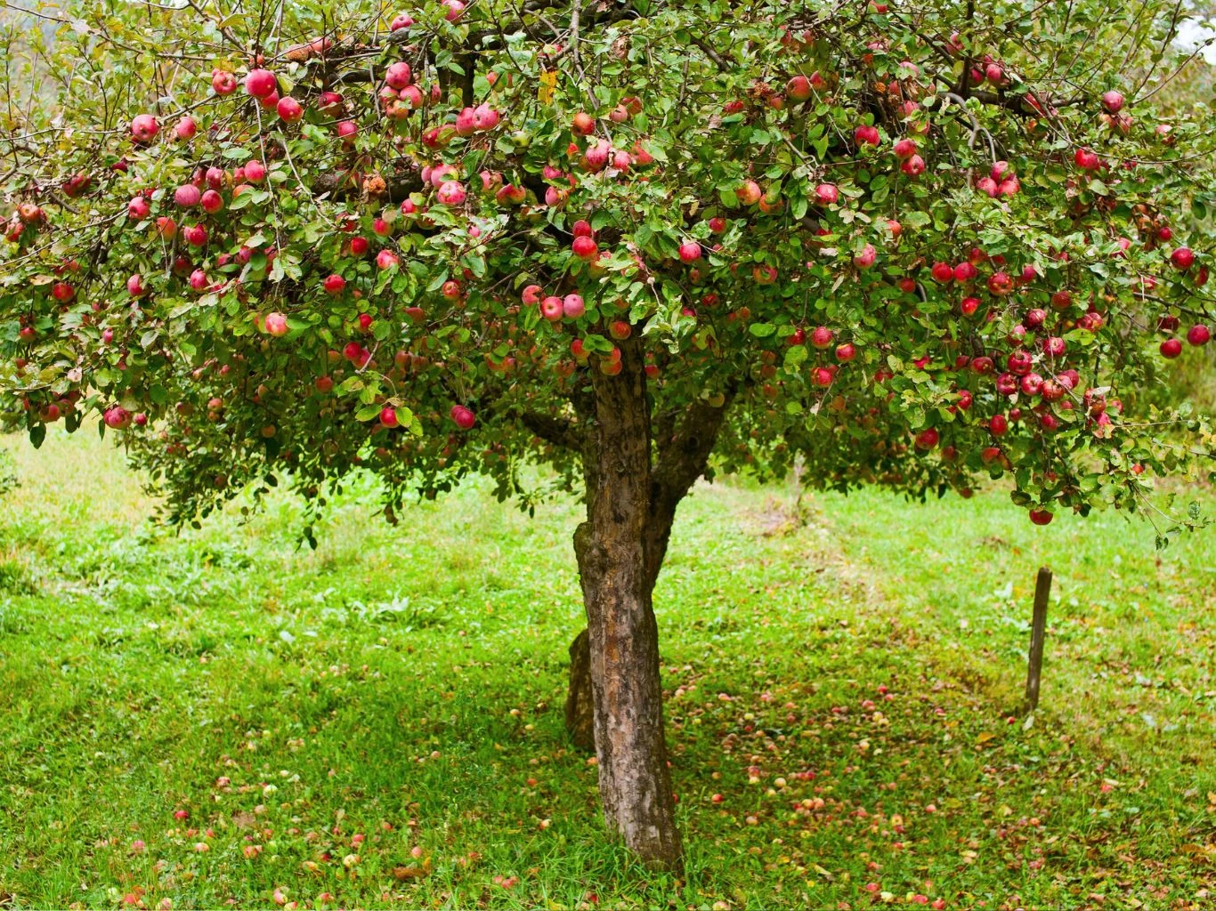 Dojrzałe jabłka zwisające z rozłożystych gałęzi jabłoni, pod drzewem zielona trawa pokryta opadłymi owocami.