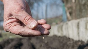 Chcesz wykorzystać stare nasiona? Tak sprawdzisz, czy wykiełkują