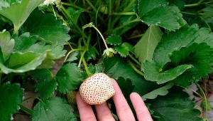 Czym charakteryzują się białe truskawki?