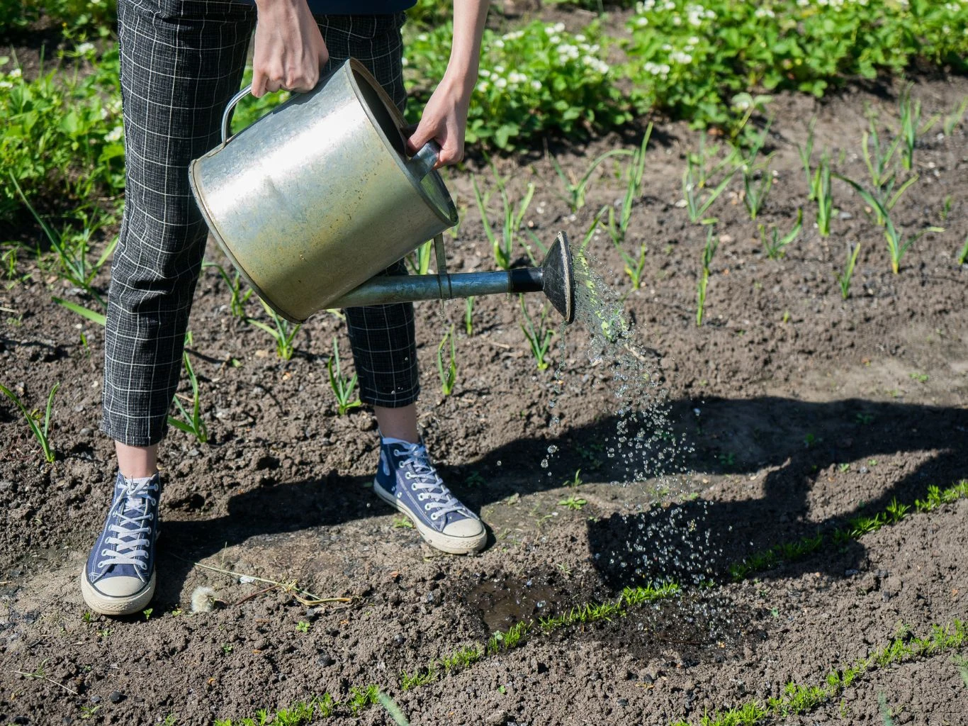 Co decyduje o powodzeniu siewu zimowego? Osoba podlewa grządki ogrodowe metalową konewką, wokół widoczne są młode rośliny rosnące w rzędach na starannie uprawianej ziemi.