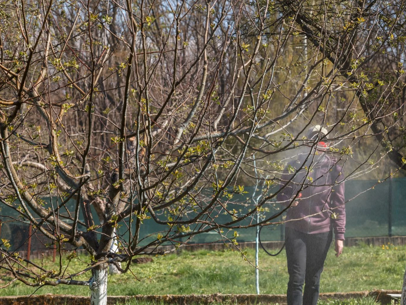Kiedy i na jakie drzewa można stosować oprysk z dziegciu brzozowego? Naturalny oprysk drzewa owocowych na wiosnę
