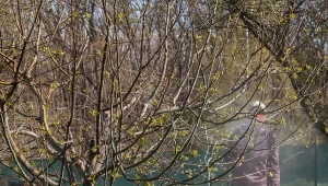 Naturalny spray na szkodniki drzew owocowych. Śliwki i jabłka bez robaków