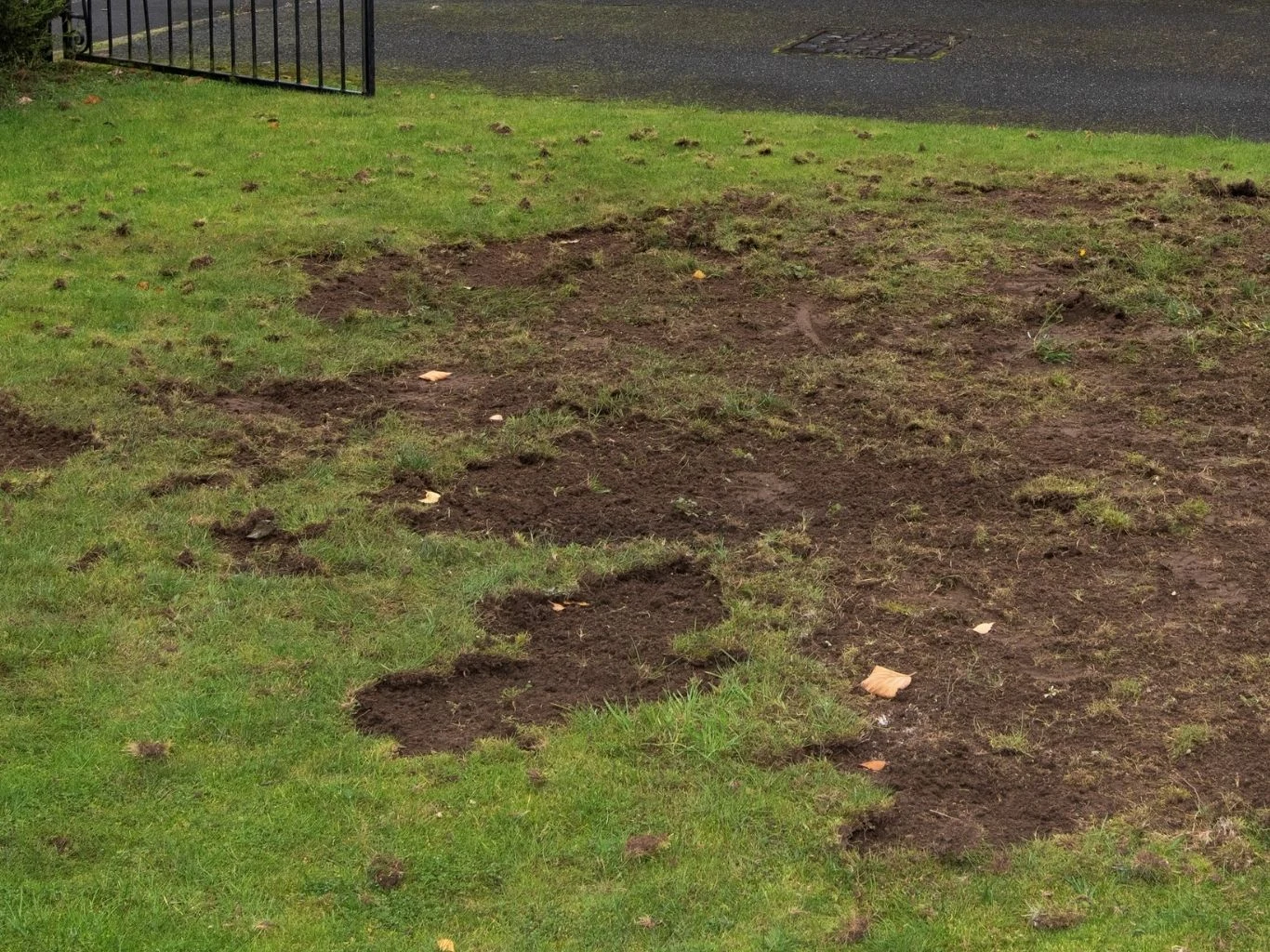 Zniszczony fragment trawnika z licznymi plamami pozbawionymi trawy. 